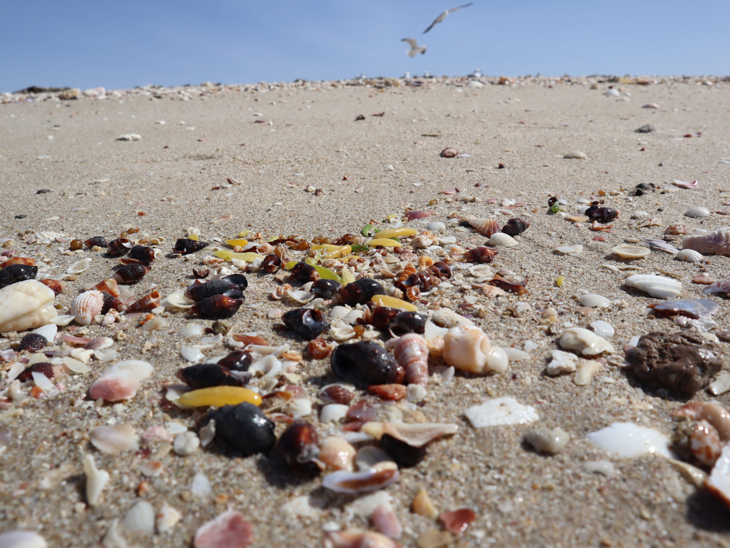 Silicea- Slow but Profound Homeopathic Remedy